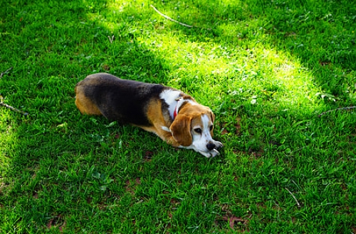 20190109_dog_4_13.jpg