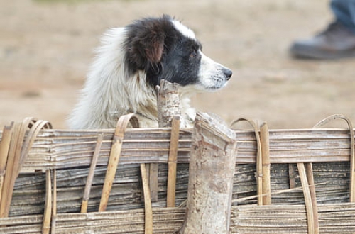 20190109_dog_4_24.jpg